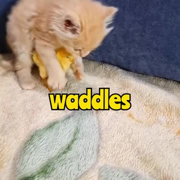 Baby Kitten Meets Baby Chicken 🐱🐥 Cutest Friendship Ever!