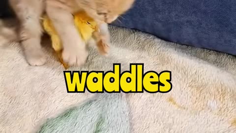 Baby Kitten Meets Baby Chicken 🐱🐥 Cutest Friendship Ever!