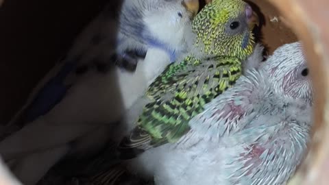 Budgie Couple Caring for Their Tiny Chicks – Cutest Family Moments Ever!