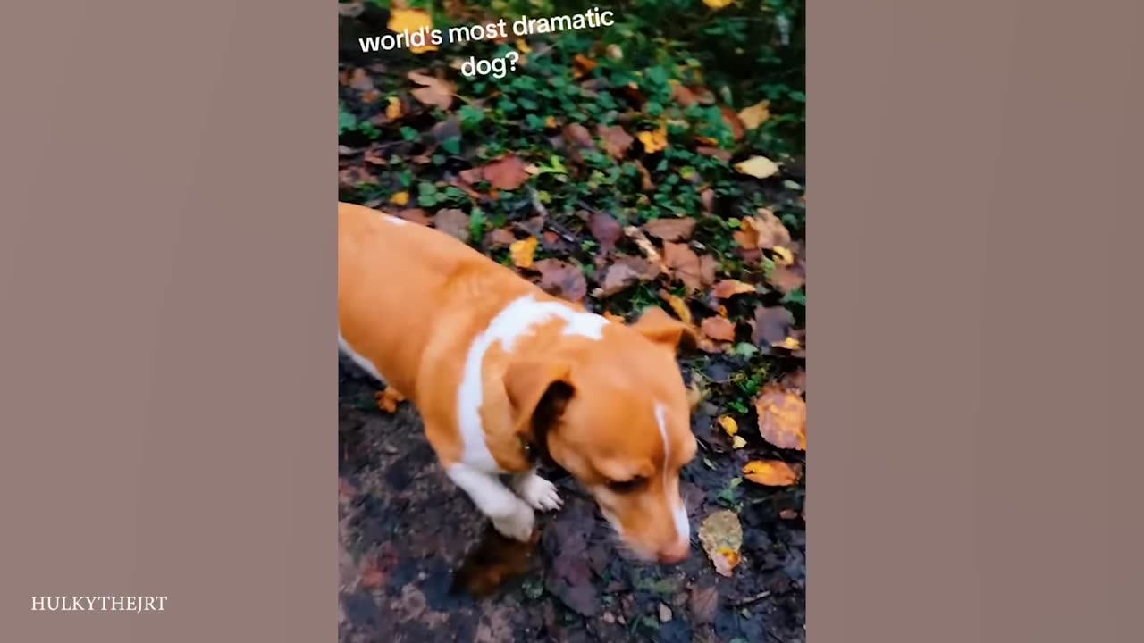 The Most Dramatic Dog You’ll Ever See