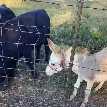 Efter att snällt ha frågat nöt-djuren om lite vatten, så uppvisar åsnan denna effektiva envishet