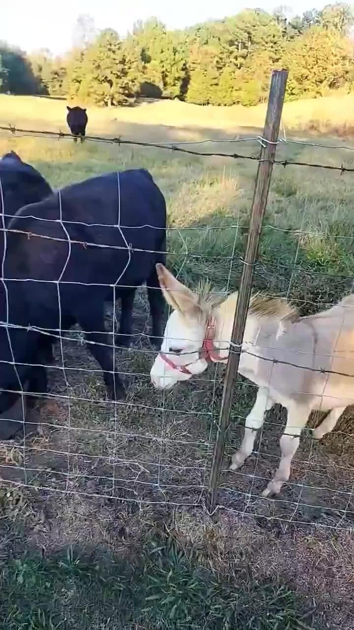 Efter att snällt ha frågat nöt-djuren om lite vatten, så uppvisar åsnan denna effektiva envishet