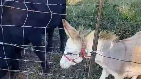 Efter att snällt ha frågat nöt-djuren om lite vatten, så uppvisar åsnan denna effektiva envishet