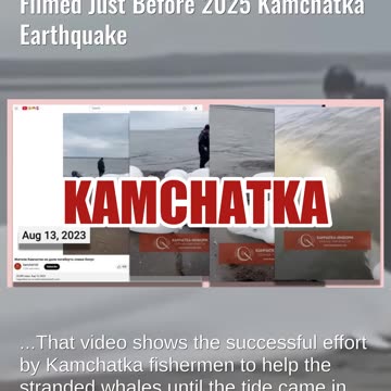 Fact Check: Video Showing Five Stranded Beluga Whales NOT Filmed Before 2025 Kamchatka Earthquake