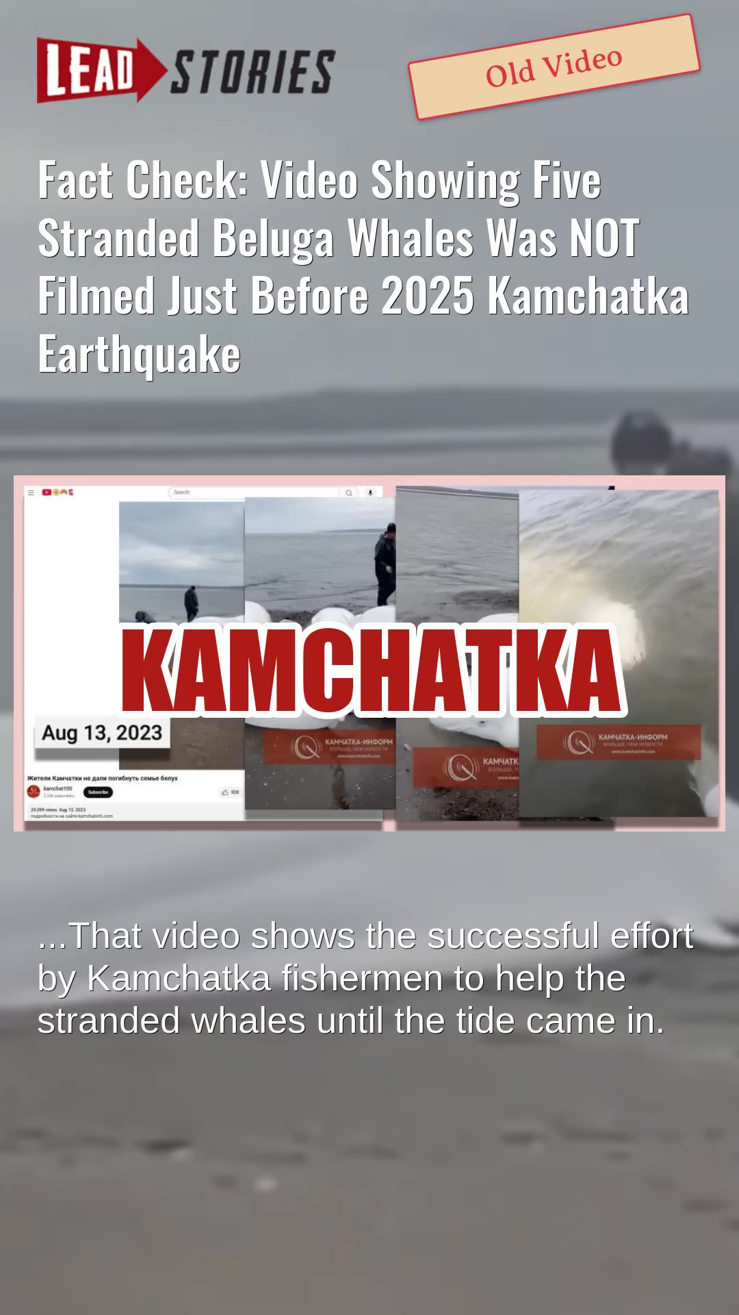 Fact Check: Video Showing Five Stranded Beluga Whales NOT Filmed Before 2025 Kamchatka Earthquake