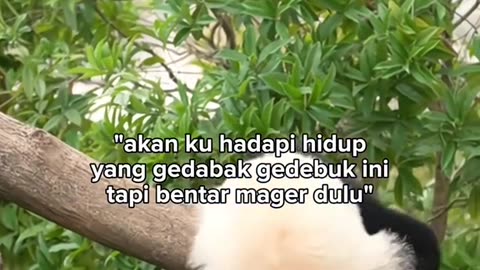 Panda lucu gemoy