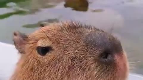 Funny animal videos