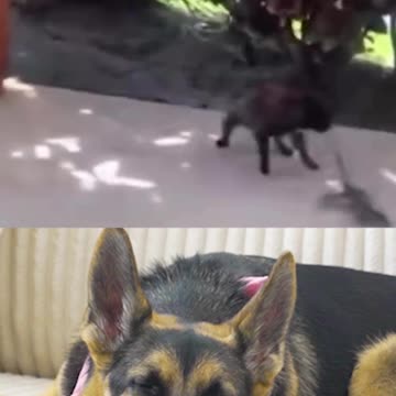 Are all Frenchies this dumb?