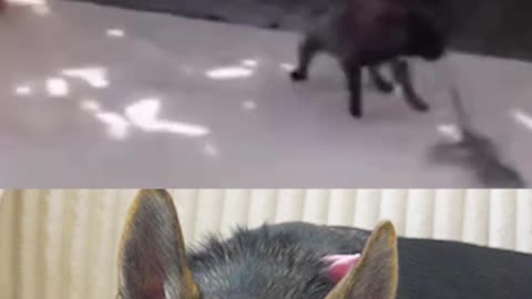 Are all Frenchies this dumb?
