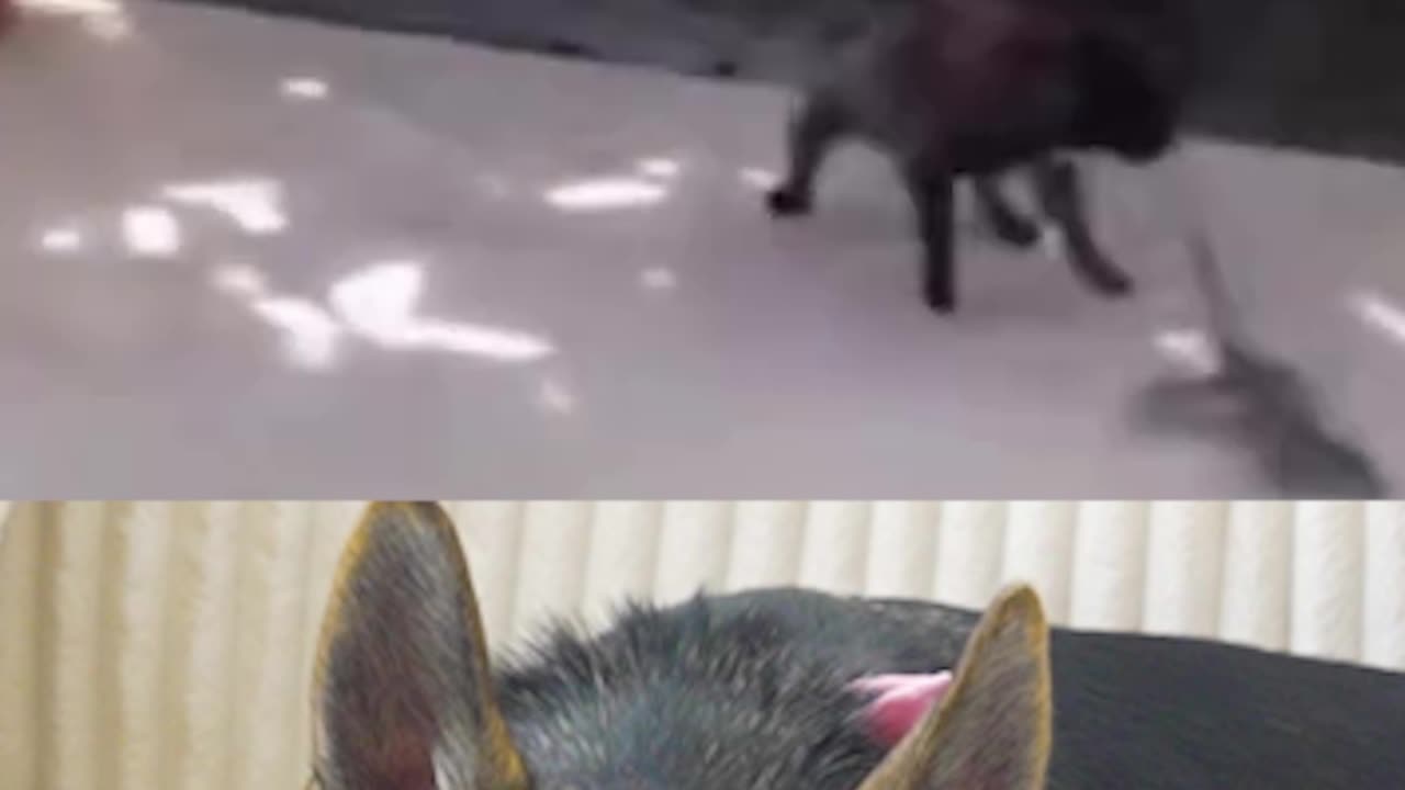 Are all Frenchies this dumb?
