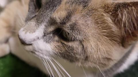 Calico Kitty.