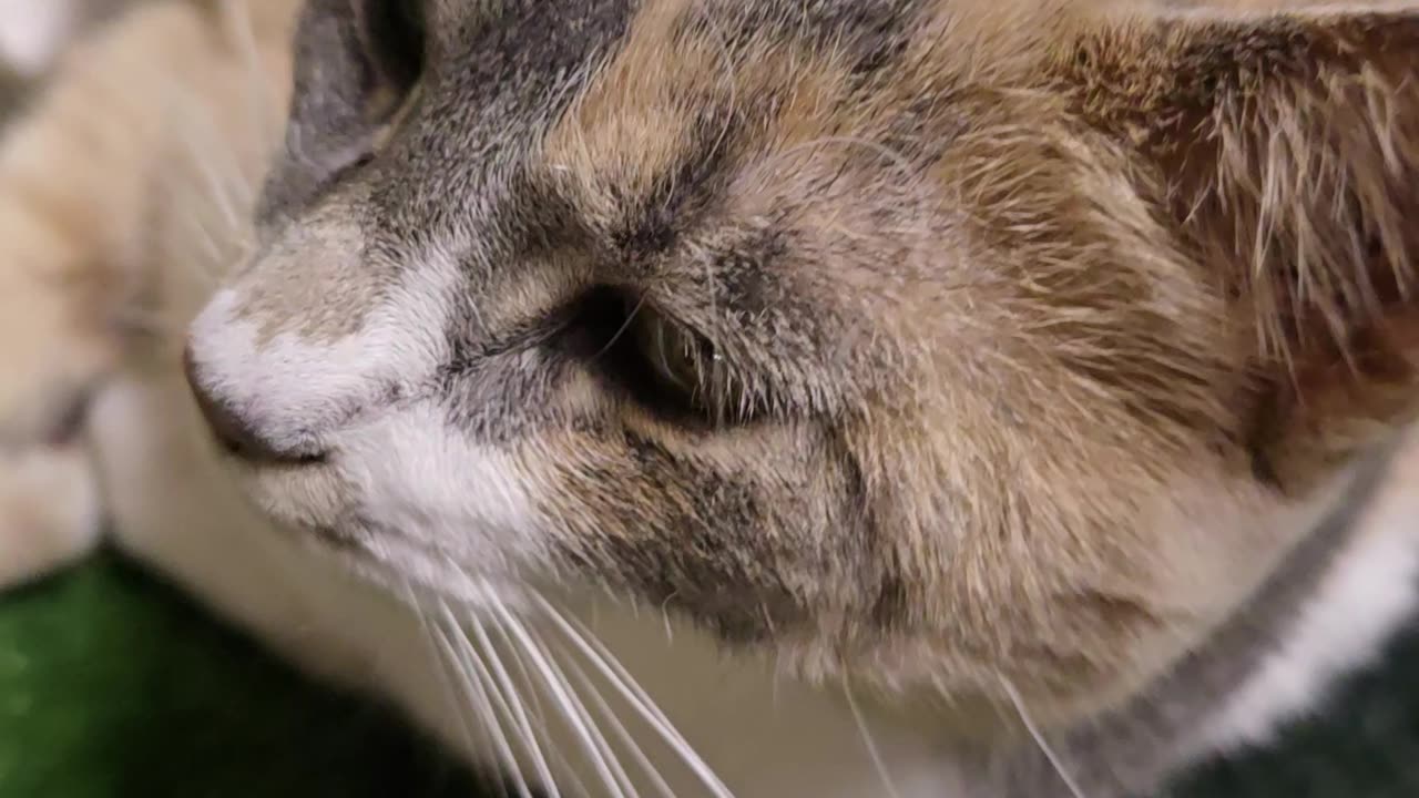 Calico Kitty.