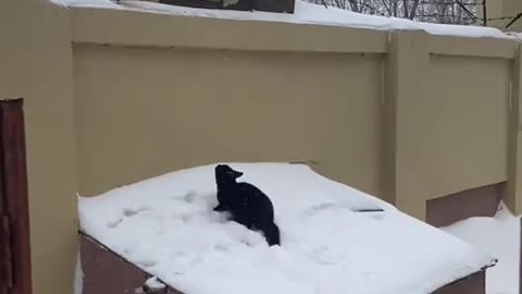 Funny video