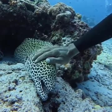 Petting a fish.. 😊