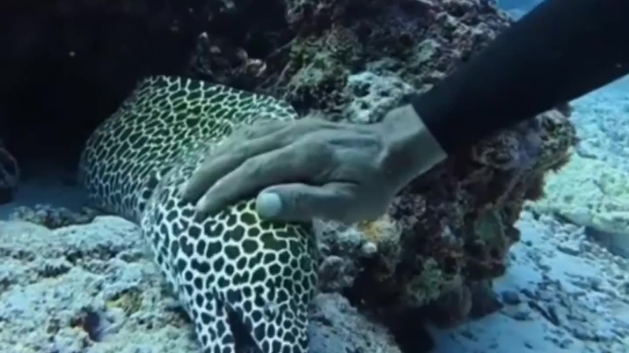 Petting a fish.. 😊