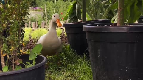 Nature and Animals