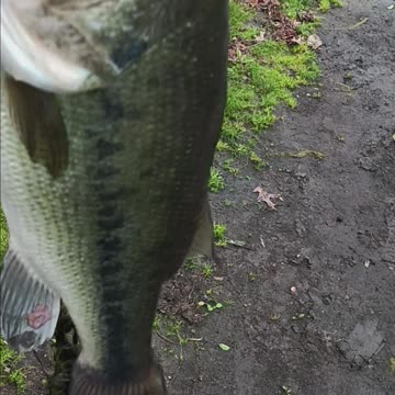 Largemouth bass