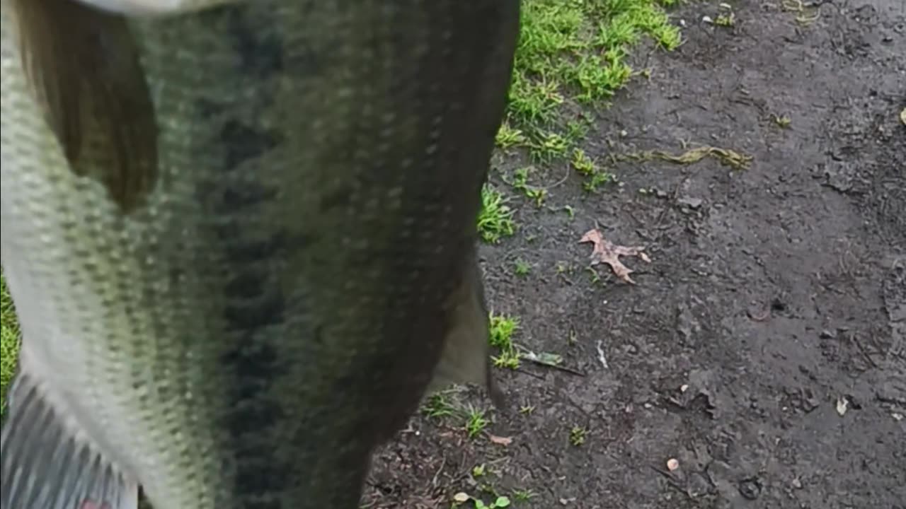 Largemouth bass