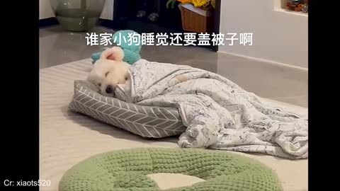 Hilarious Dogs Rule the Comedy World 🐶👑 | Funniest Animal Videos of 2025