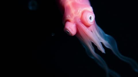 Promachoteuthis sulcus — The Abyssal Whisperer