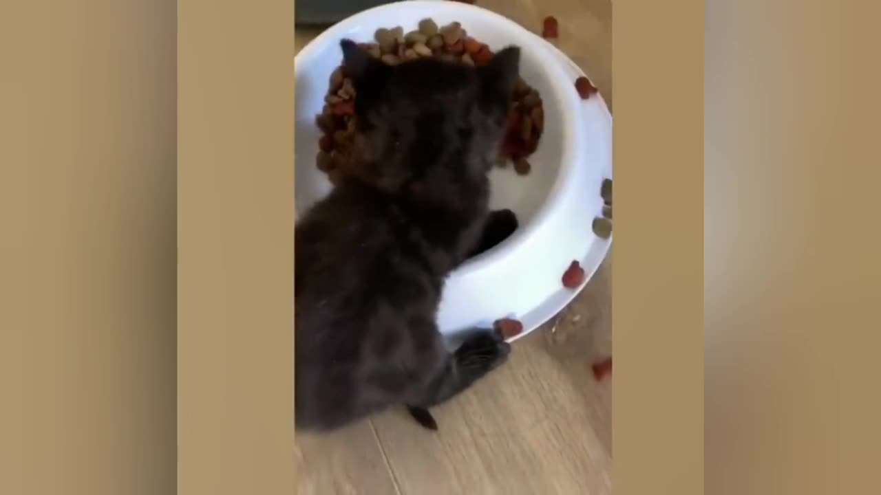 Try Not To Laugh Cats And Dogs 😁 - Best Funniest Animals Video 2025