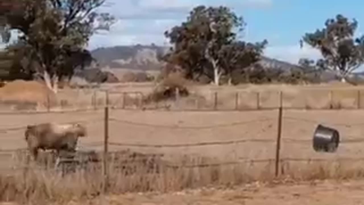 Knockout | funny video | crazy clips