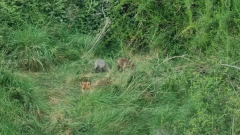 Fox And Cubs In North Wales