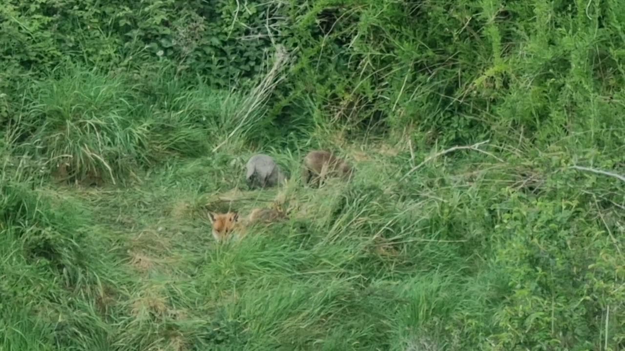 Fox And Cubs In North Wales