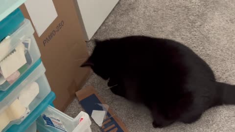 Cute Precious Piper Deals with a Mess in the Office - Adopting a Cat from a Shelter Vlog