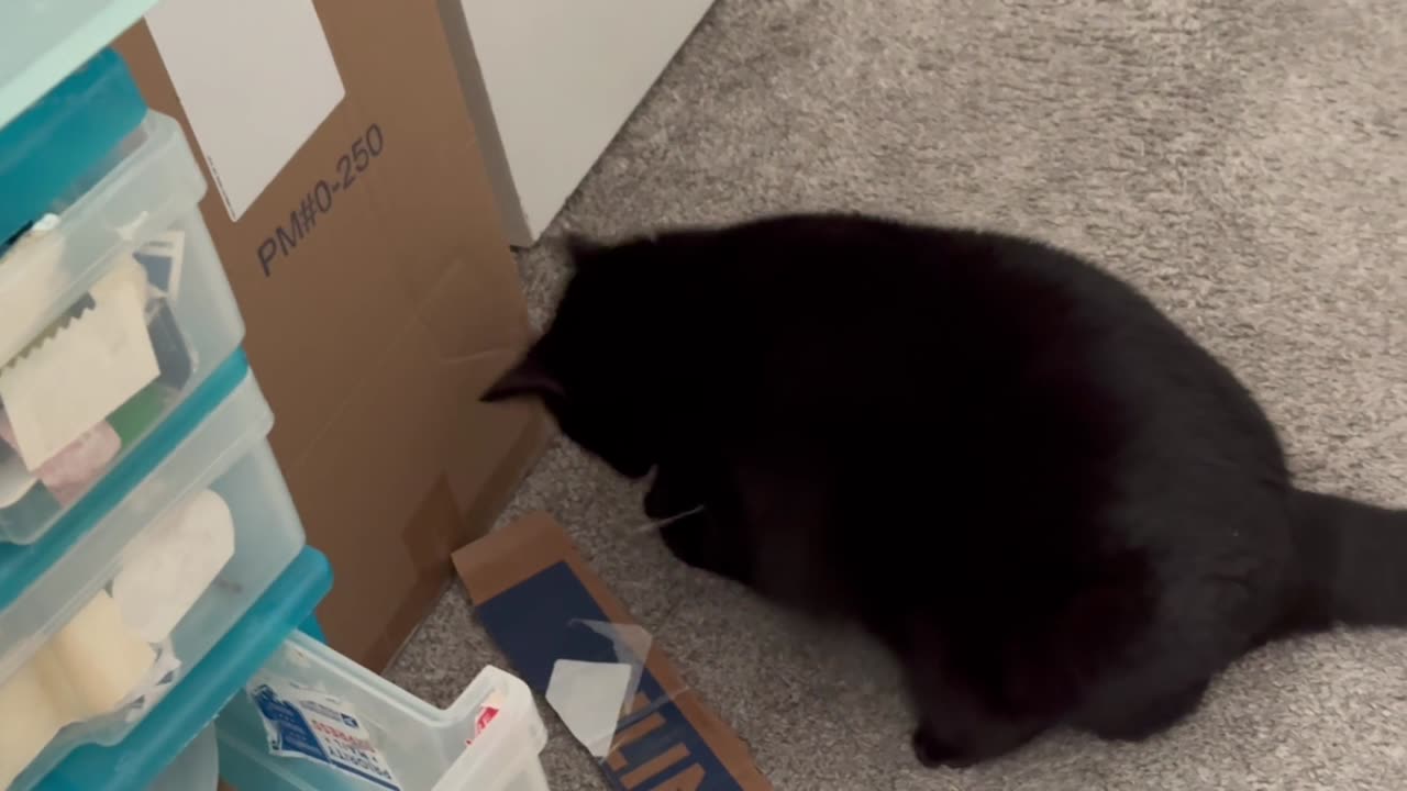 Cute Precious Piper Deals with a Mess in the Office - Adopting a Cat from a Shelter Vlog
