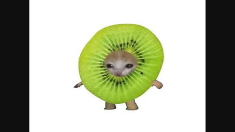 Du lässt jetzt alles stehen und liegen und schaust dir diese Katzenbilder an