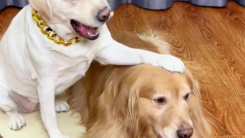 狗狗：我看你是不想好了Dog: I don't think you want to be good