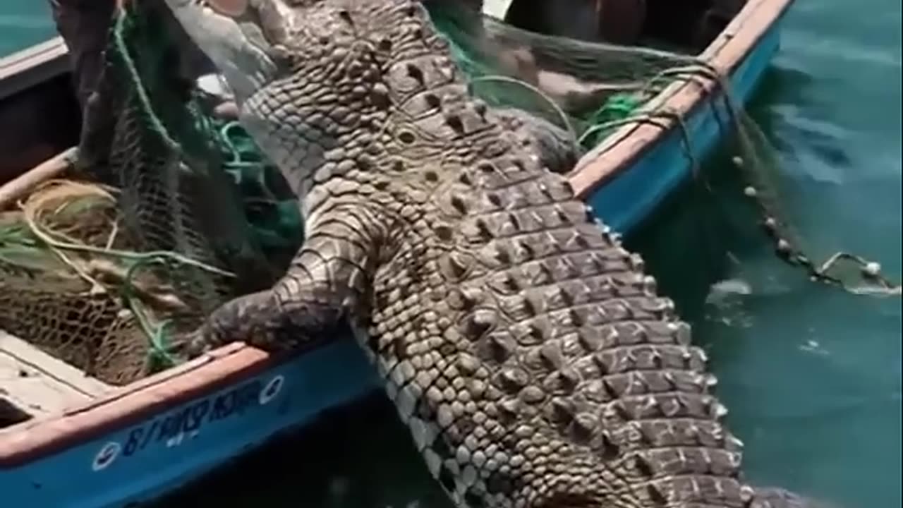 Crocodile jumps into boat ai generated #ai #animals #aiart #aivideo