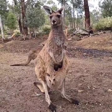 Welcome to Australia 🇦🇺