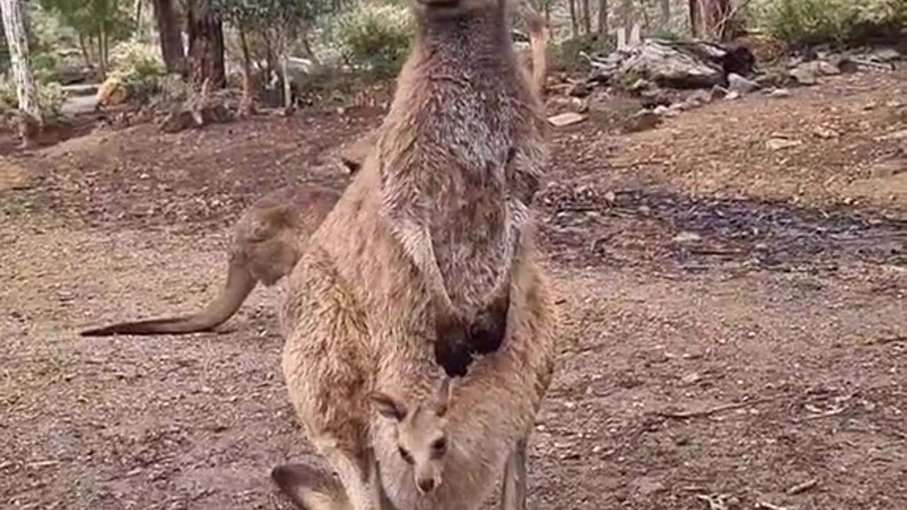 Welcome to Australia 🇦🇺