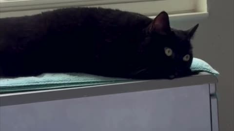 Cute Precious Piper is a Daydreamer - Adopting a Cat from a Shelter Vlog #shorts