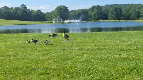Canadian geese and younglings