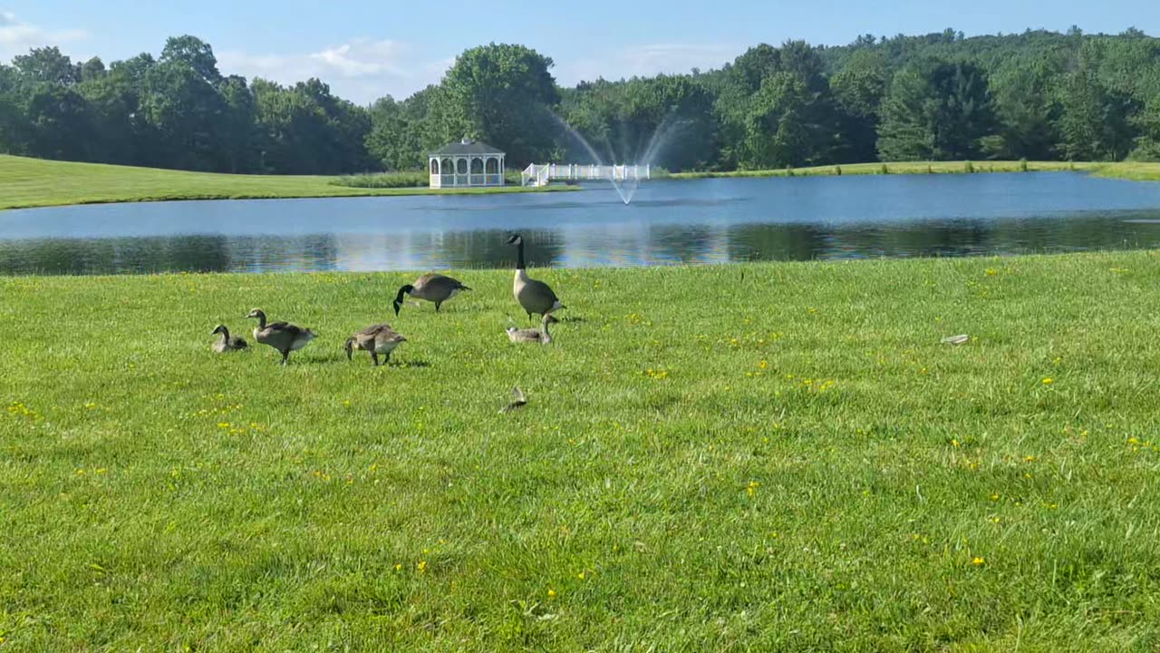 Canadian geese and younglings