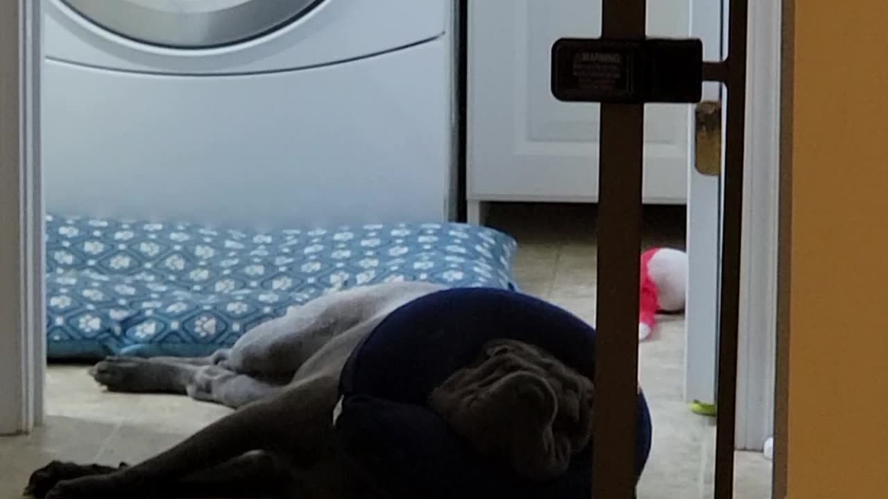 Snoring Sharpei