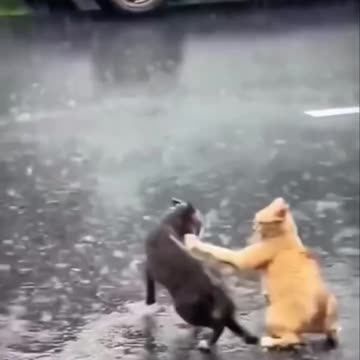 WTF CATS LIKE THE ROCK AND JOHN CENA