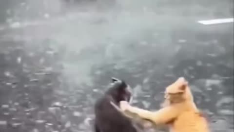 WTF CATS LIKE THE ROCK AND JOHN CENA