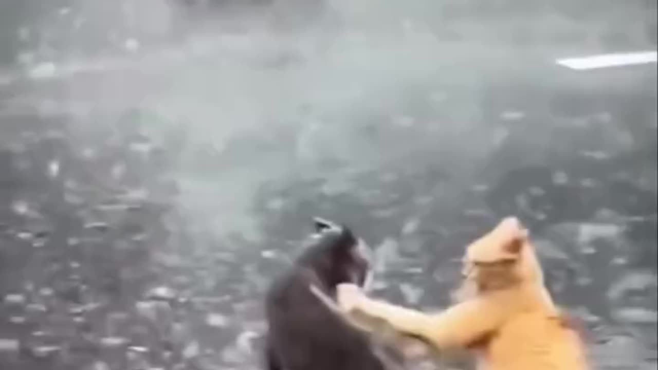 WTF CATS LIKE THE ROCK AND JOHN CENA