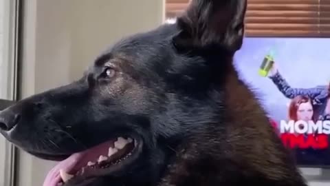 🤯🔥 You Won't Believe This Cool Dog Trick! | FunFM
