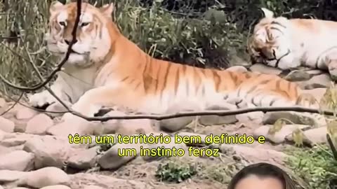 Tigrinho