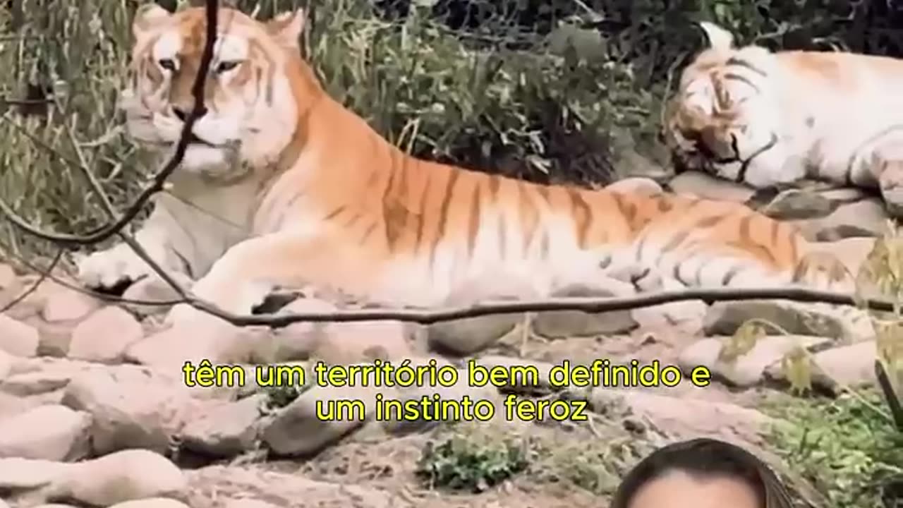 Tigrinho