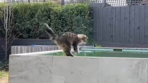 Cats Core