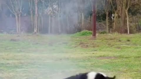 Funny video