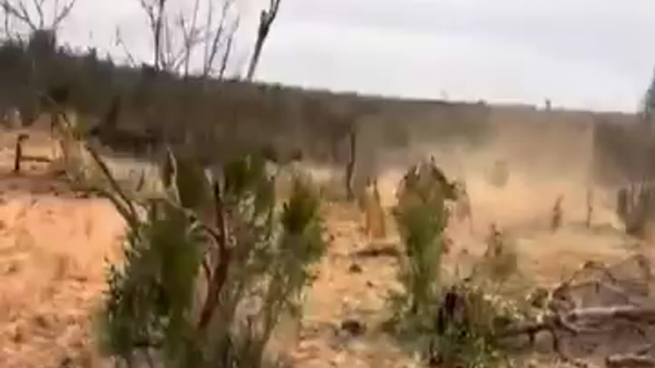 Lioness Hunting a cap buffalo