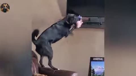 new funny cat and dog videos funniest animals 2025 EP02