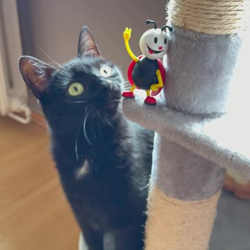 Plastikowa Biedronka i Kotełka [Rumble Short]